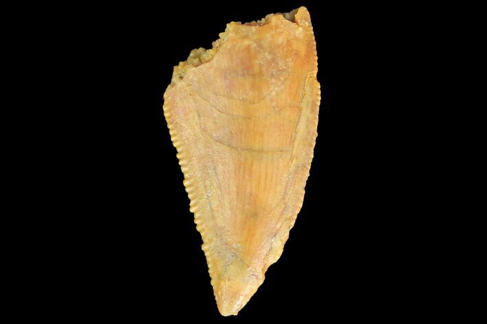 Serrated, Raptor Tooth - Real Dinosaur Tooth #179602